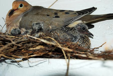 Bird and Pest Prevention Service Image